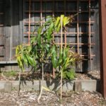 alphonso_mango_nov2010