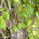 ficus032711-2