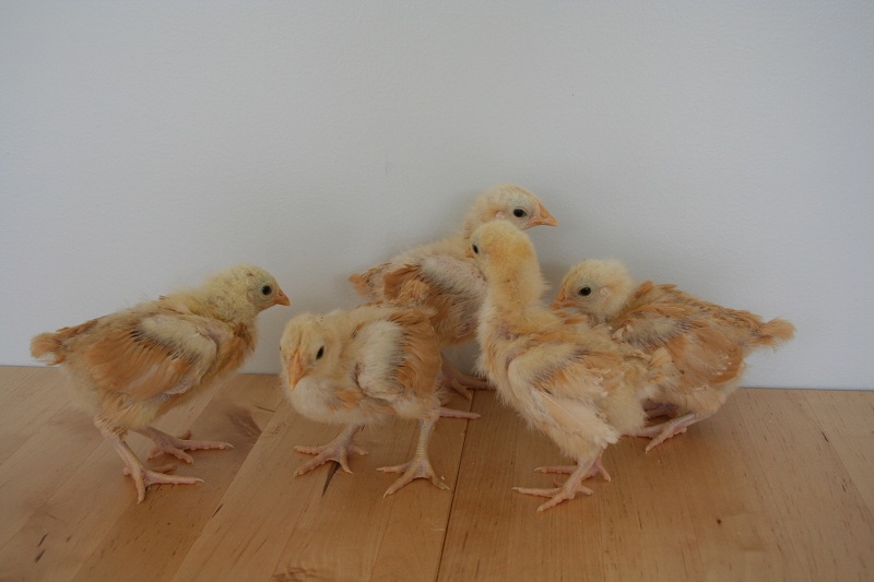 And last but not least the Buff Orpingtons at 3 weeks old and 3 days ...