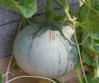 Growing Melon In Arava 63