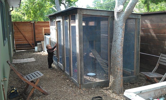 Building Chicken Coops