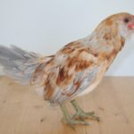 easter_egger-ROO_for_sale