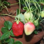 strawberries01