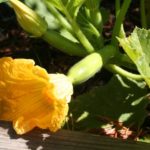 zephyr_squash