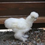 silkie_runt_16week02