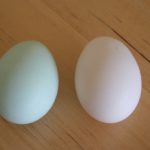 eggs_silkie_EE