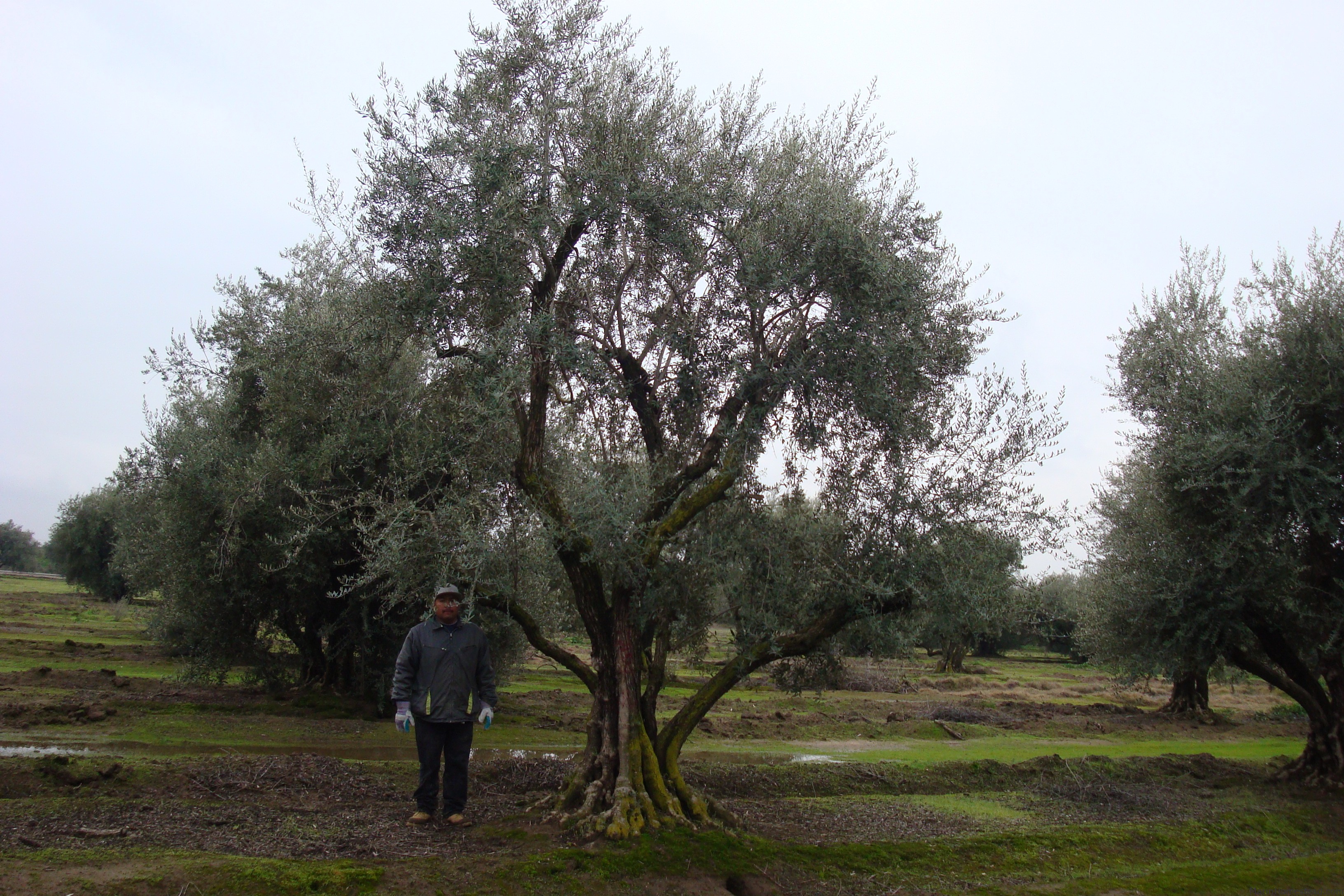 100 Year Old Olive Tree Installation | Marin Homestead
