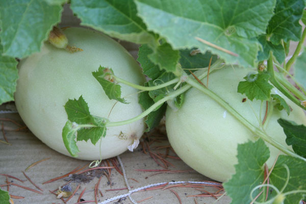 Growing Melon In Arava 92