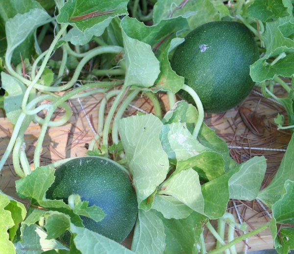 Growing Melon In Arava 102