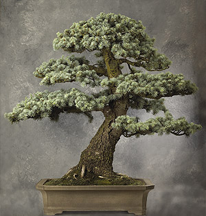 Bonsai Art