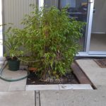 ficus-in-ground-1