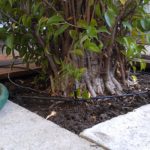 ficus-in-ground-2