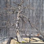 trident-maple-bonsai-022612