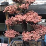 cryptomeria-japonica-repot-1