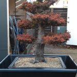 cryptomeria-japonica-repot-3