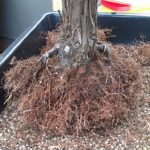 cryptomeria-japonica-repot-6