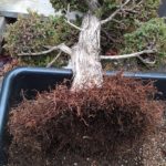 cryptomeria-japonica-repot-7