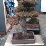 cryptomeria-japonica-repot-8