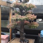 cryptomeria-japonica-repot-9