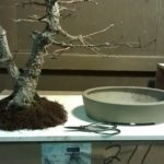 arakawa-bonsai-repot-6