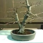 arakawa-bonsai-repot-8