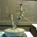 arakawa-bonsai-repot-9