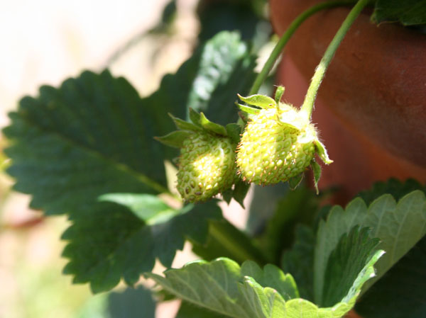 We love our Strawberries!