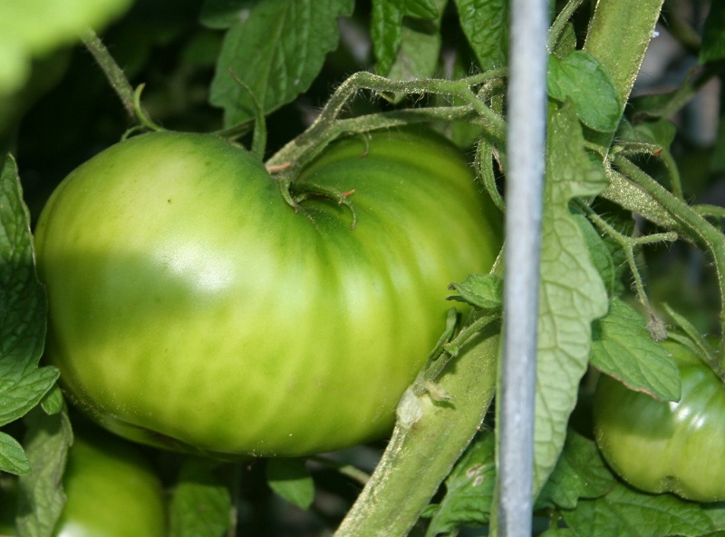 Garden Updates August 2010: Tomatoes & Peppers