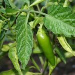 peppers_jalapeno