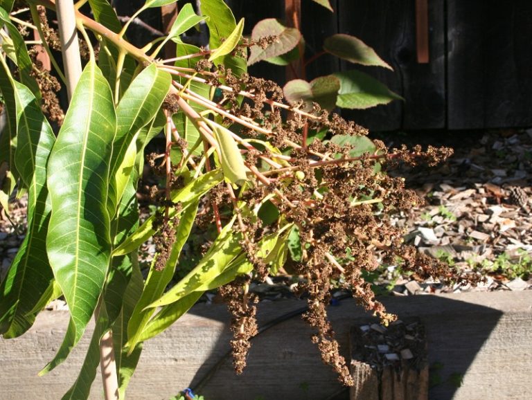 Alphonso Mango Tree in Northern California Marin Homestead