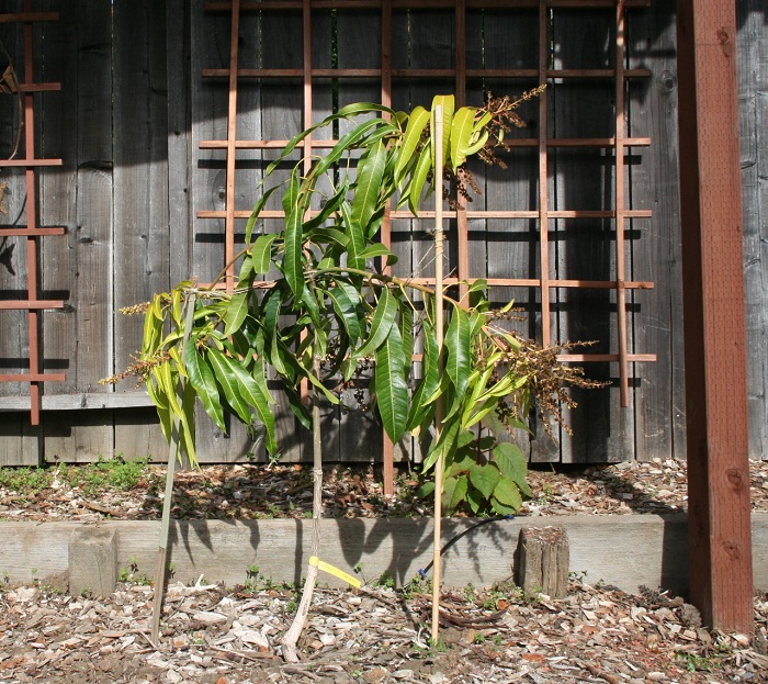 Alphonso Mango Tree in Northern California