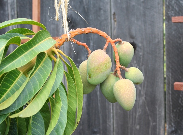 Glenn mango træ år til at producere frugt