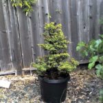 1-cryptomeria-japonica