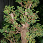 10-cryptomeria-japonica