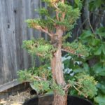 17-cryptomeria-japonica