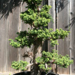 19-cryptomeria-japonica