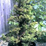 2-cryptomeria-japonica