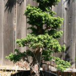 20-cryptomeria-japonica