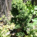 21-cryptomeria-japonica