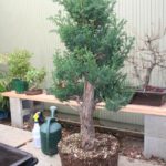 22-cryptomeria-japonica