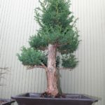 24-cryptomeria-japonica