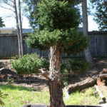 25-cryptomeria-japonica