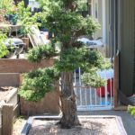 27-cryptomeria-japonica