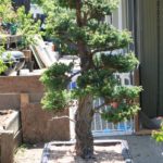 28-cryptomeria-japonica