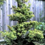 3-cryptomeria-japonica