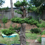 30-cryptomeria-japonica