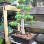 31-cryptomeria-japonica