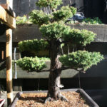 32-cryptomeria-japonica