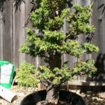 4-cryptomeria-japonica