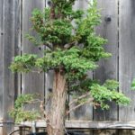 7-cryptomeria-japonica